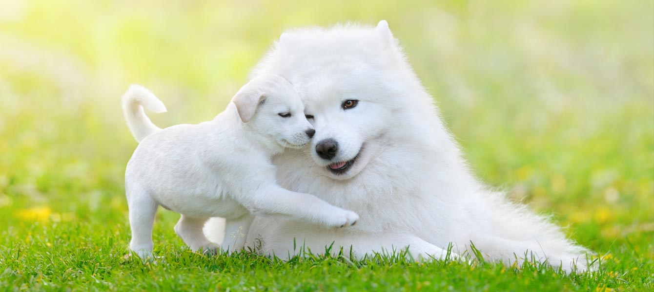 Mother dog with puppy