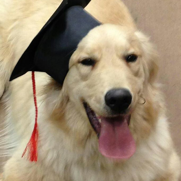 grad dog with graduation hat